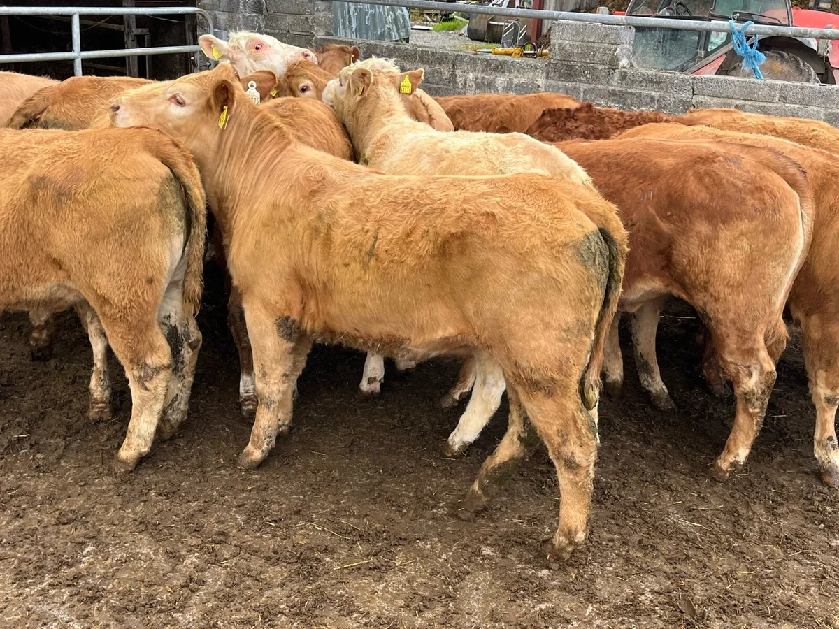 Store Heifers - Image 2