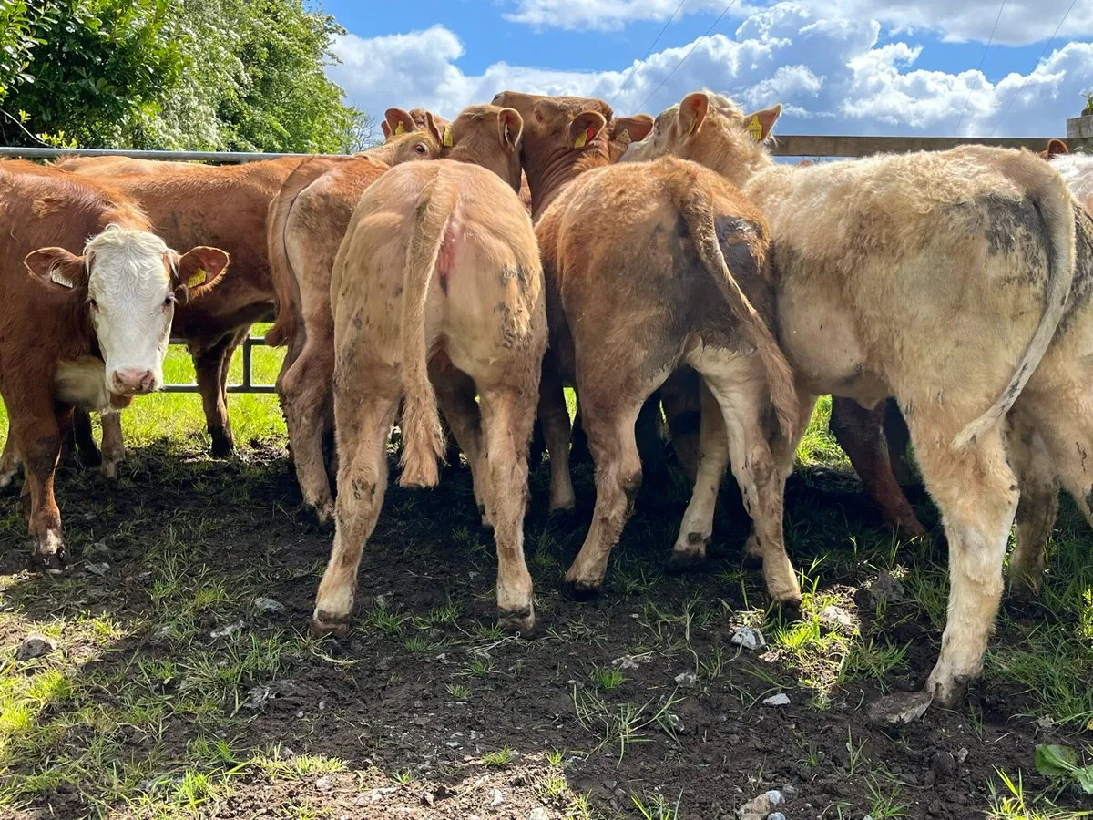 Store Heifers - Image 3