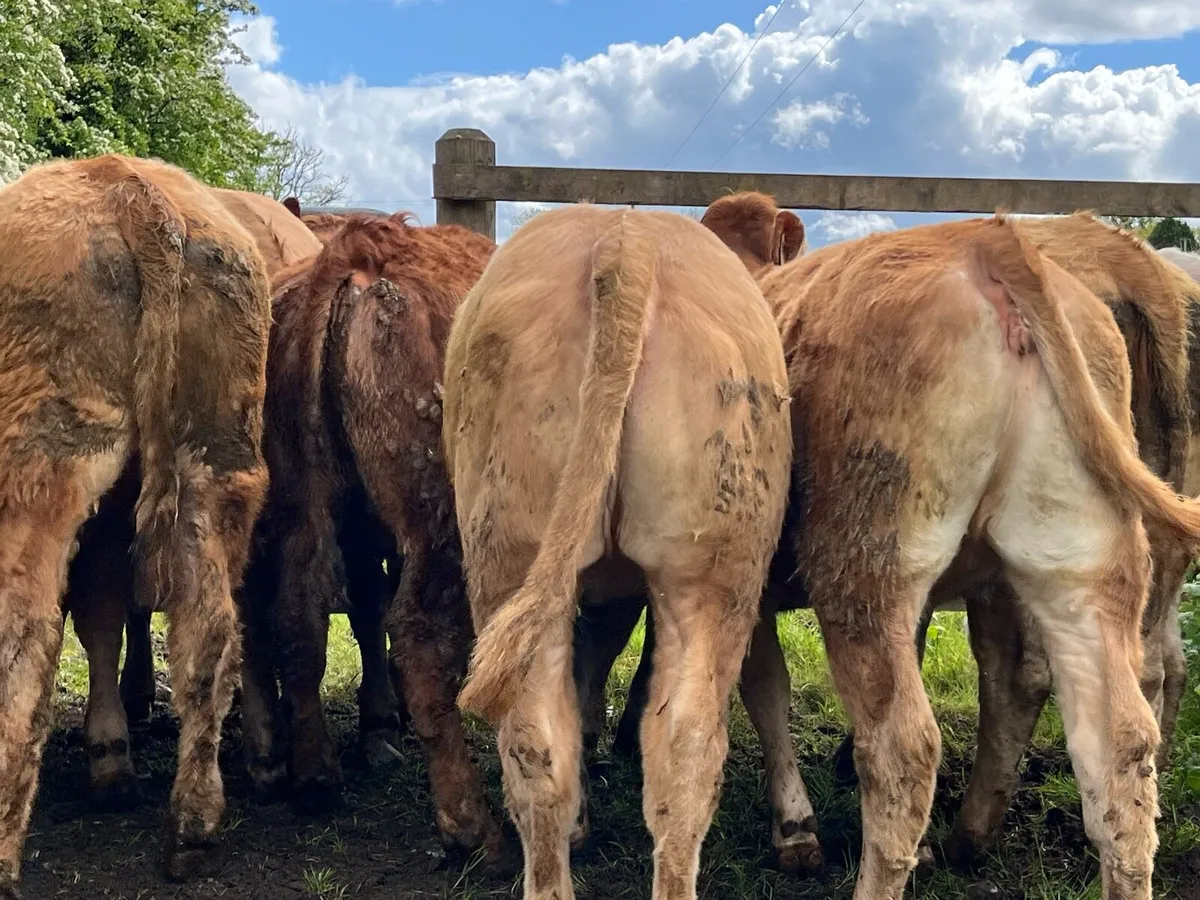 Store Heifers - Image 4