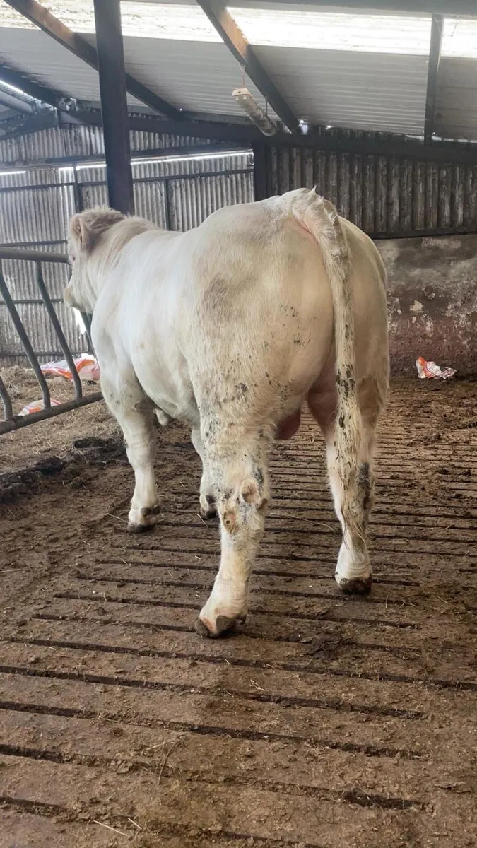 Charolais bull - Image 1