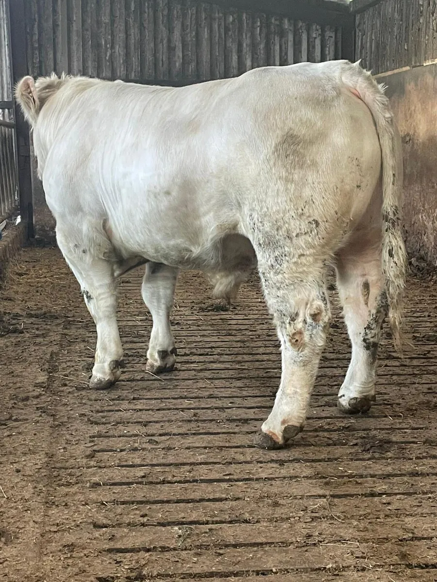 Charolais bull - Image 2