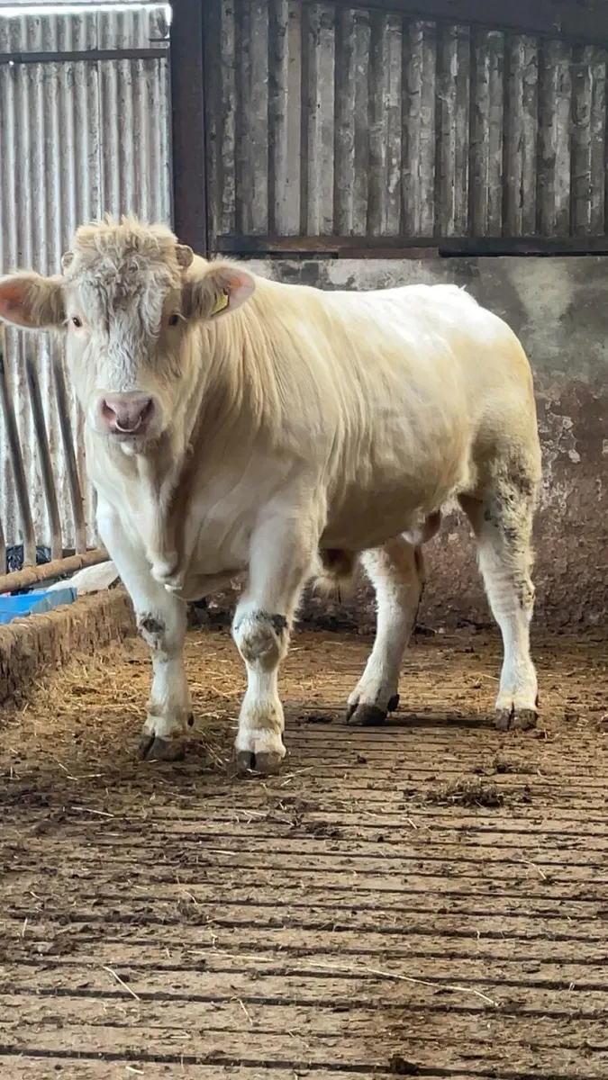 Charolais bull - Image 3