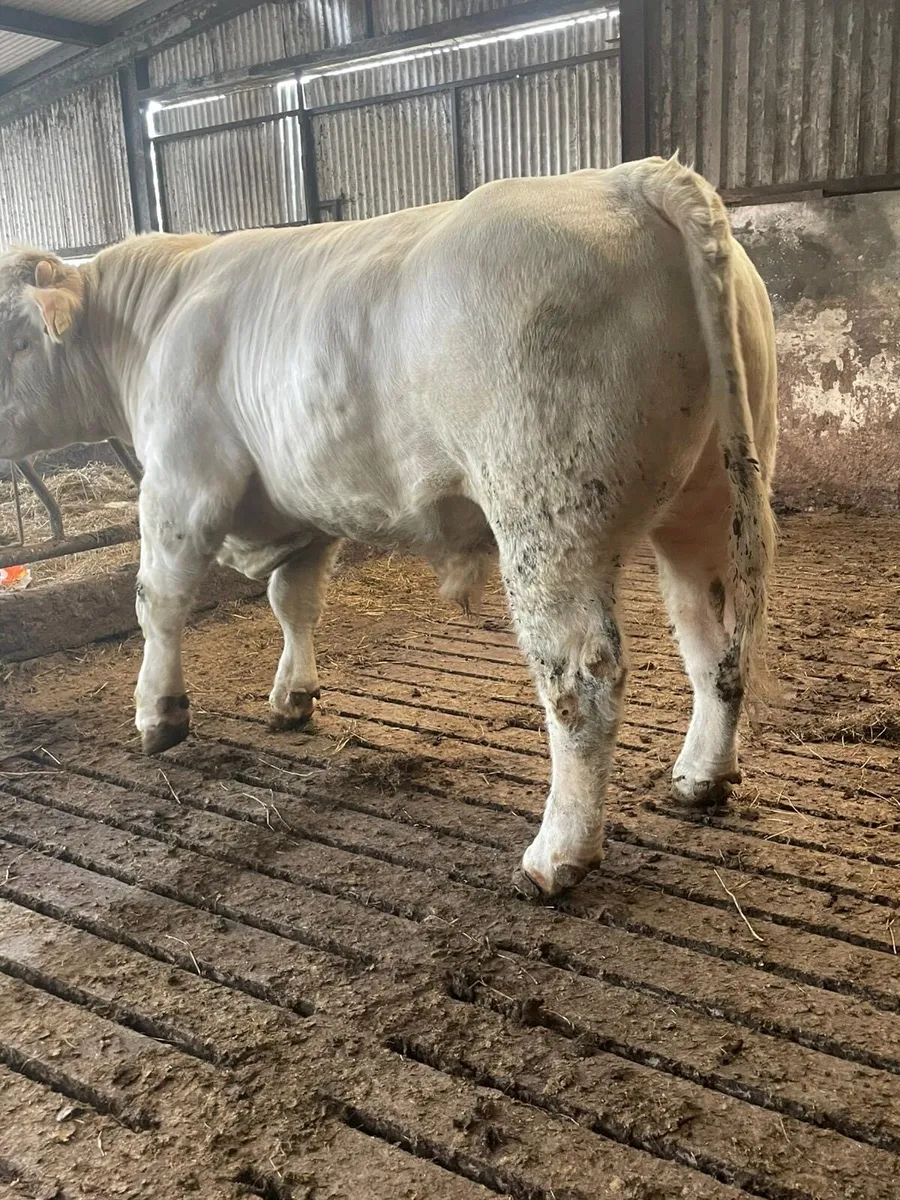 Charolais bull - Image 4