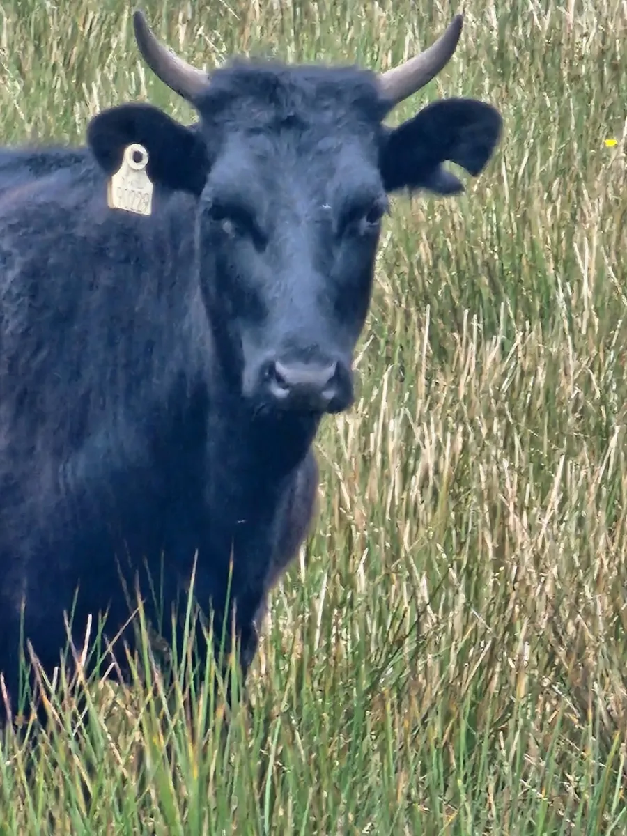 Organic pedigree kerry heifer. - Image 1