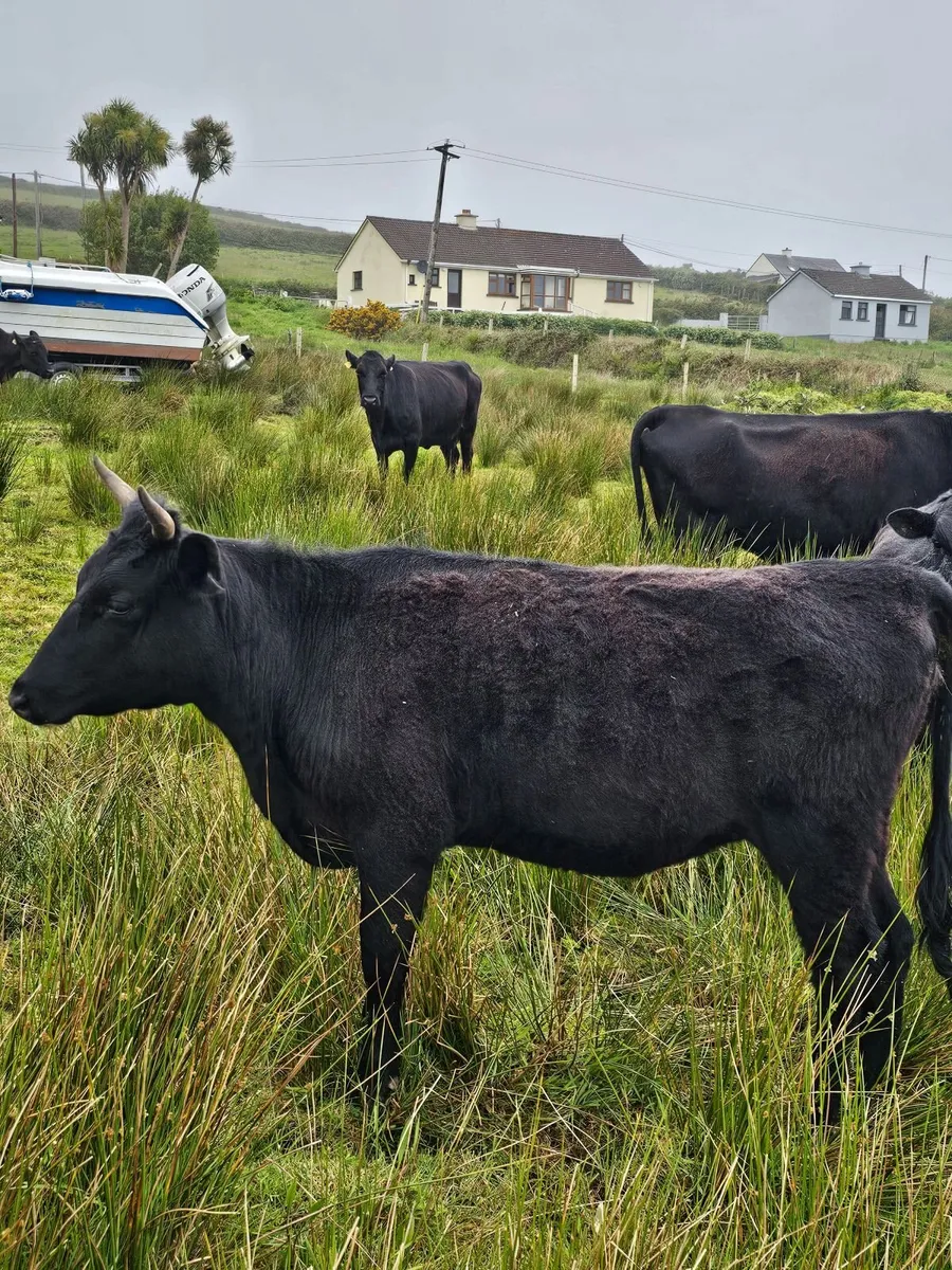 Organic pedigree kerry heifer. - Image 2