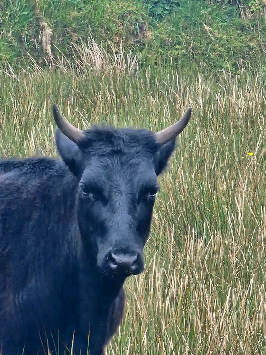 Organic pedigree kerry heifer. - Image 3