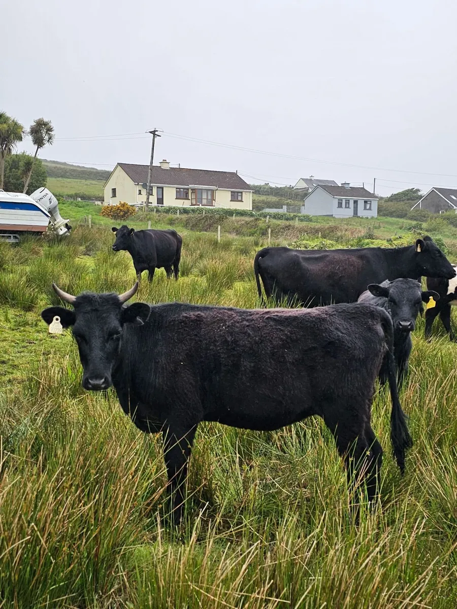 Organic pedigree kerry heifer. - Image 4
