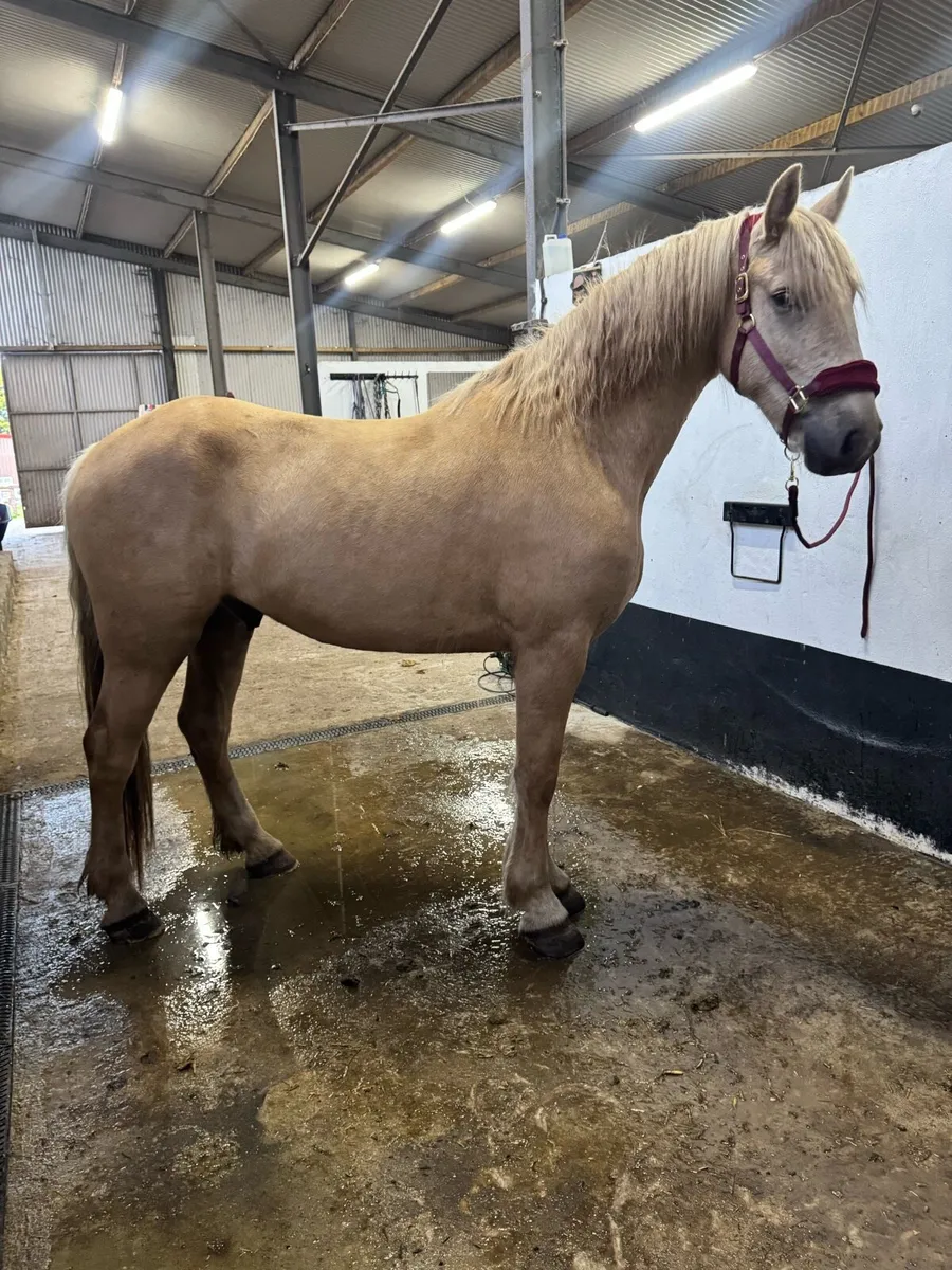 4 year old gelding - Image 3