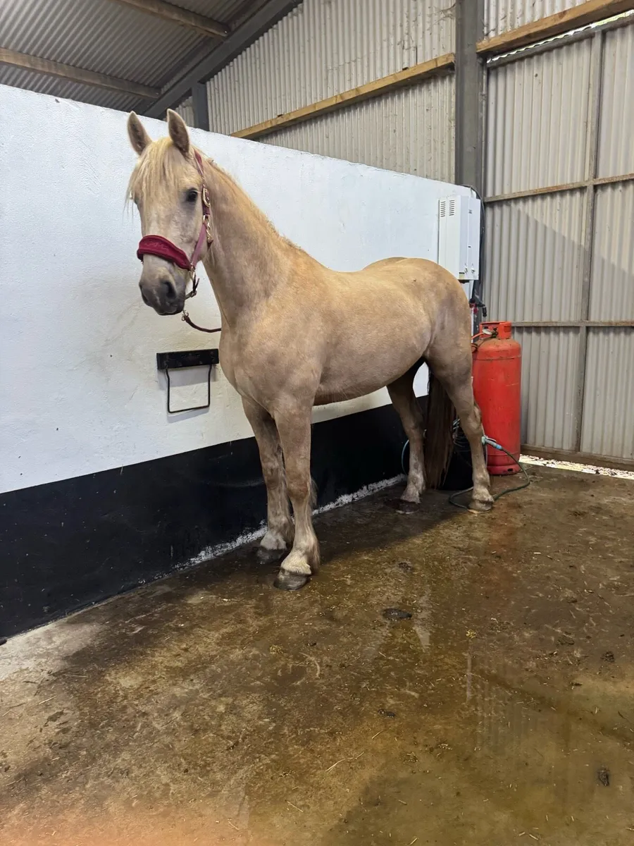 4 year old gelding - Image 1