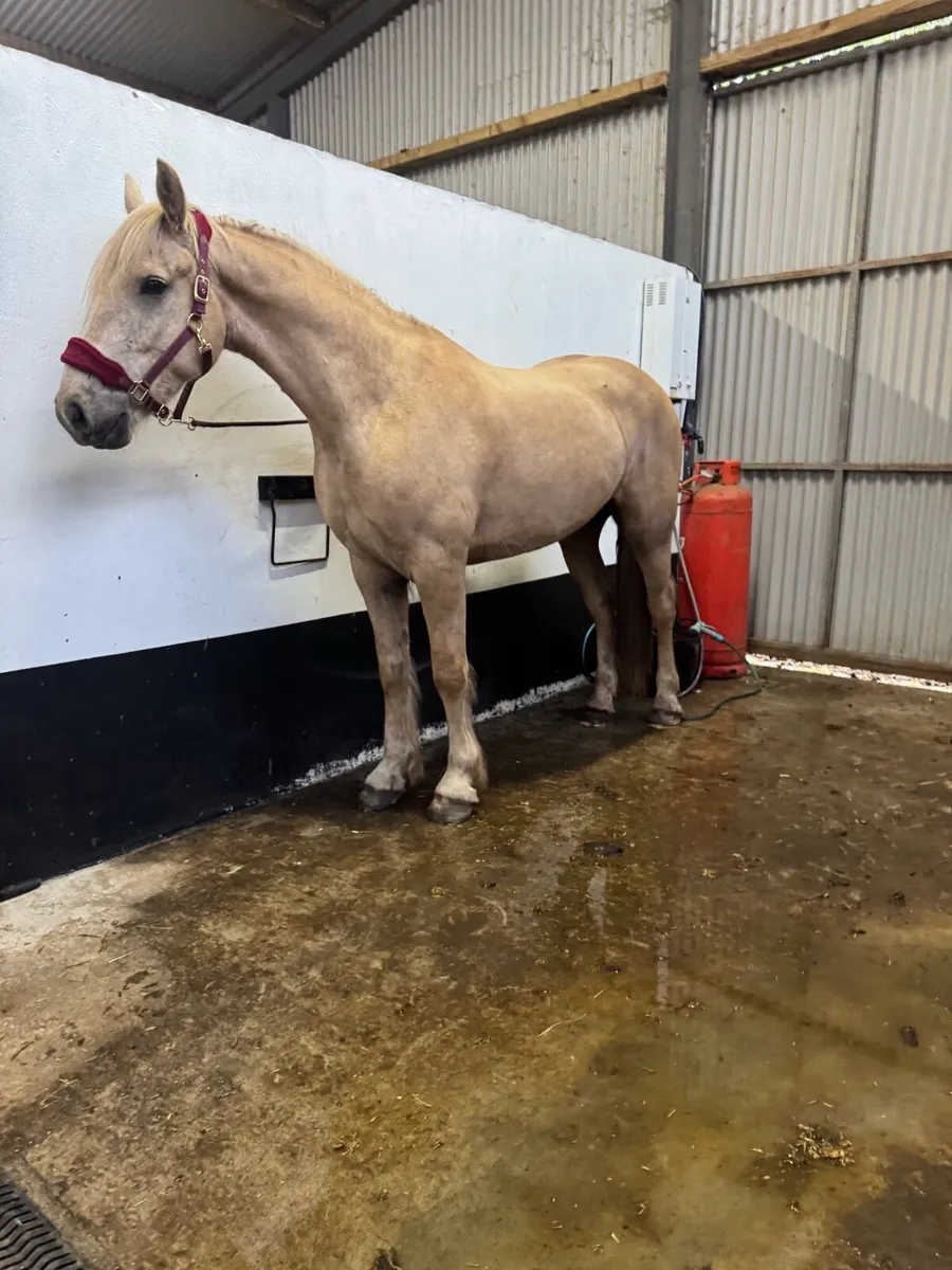 4 year old gelding - Image 4