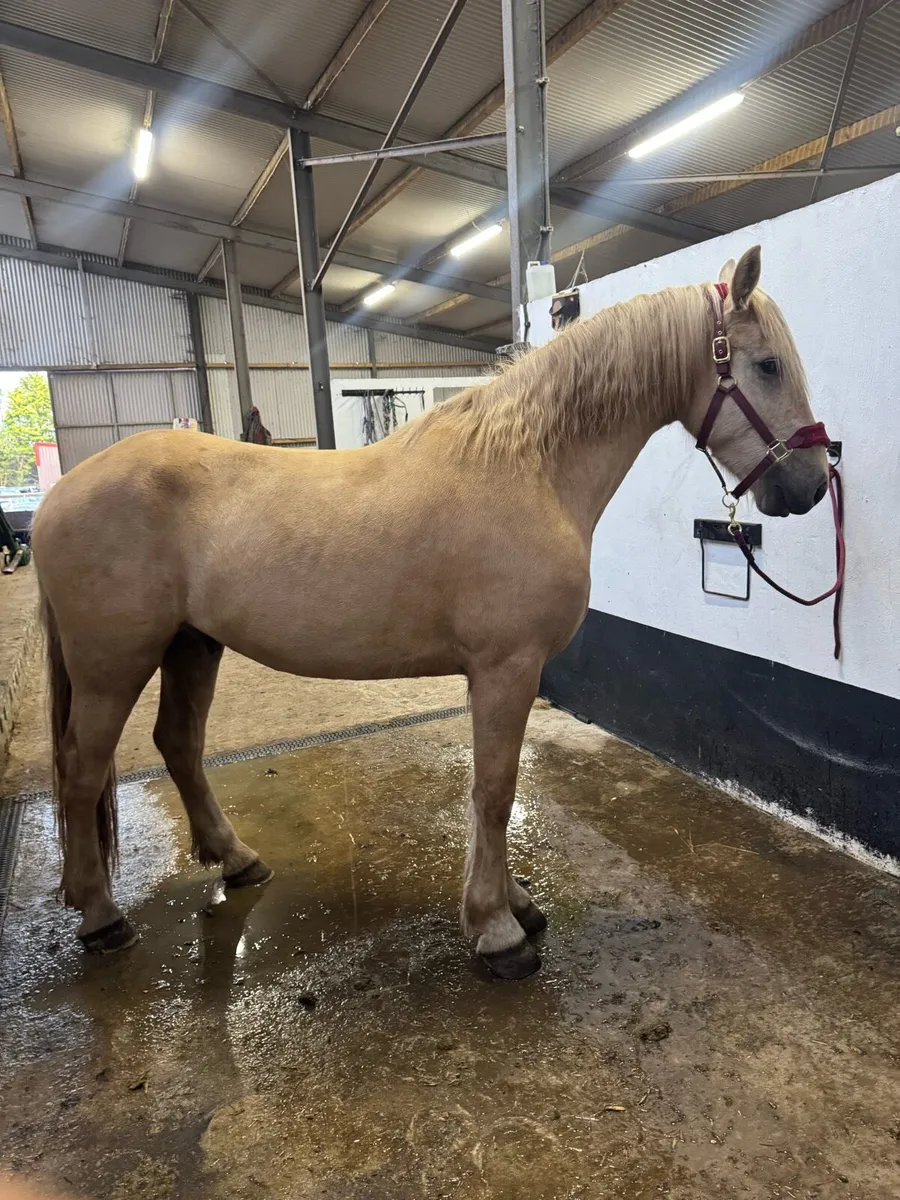 4 year old gelding - Image 2