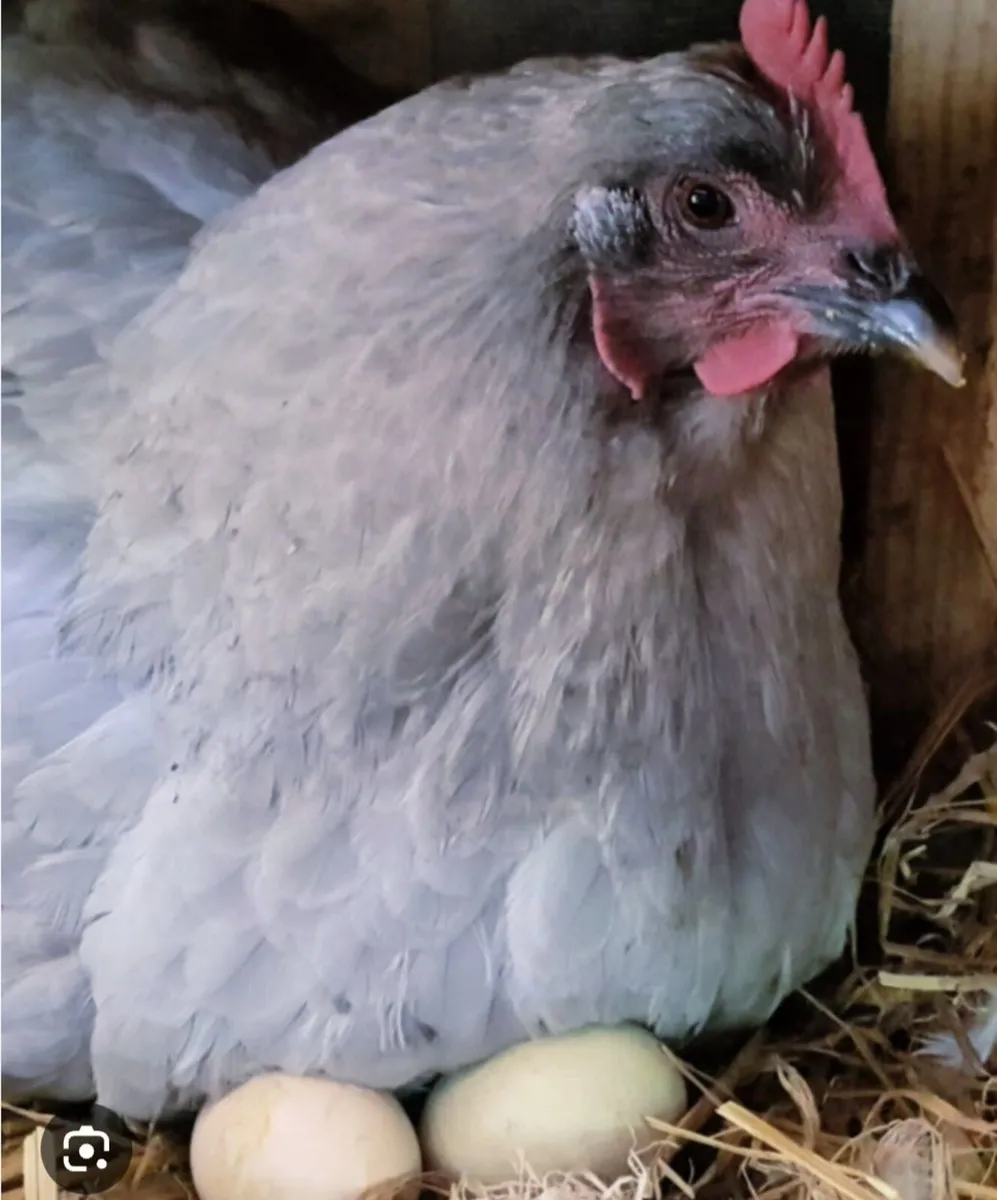 Wanted Hatching bantum