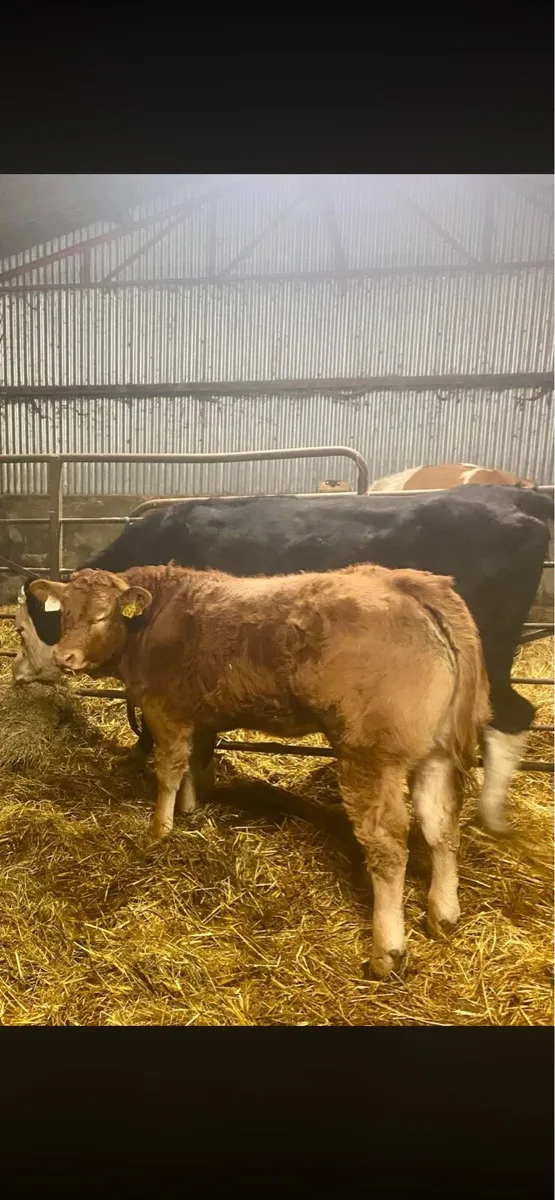 Pedigree Graiggoch Rambo Heifer - Image 1