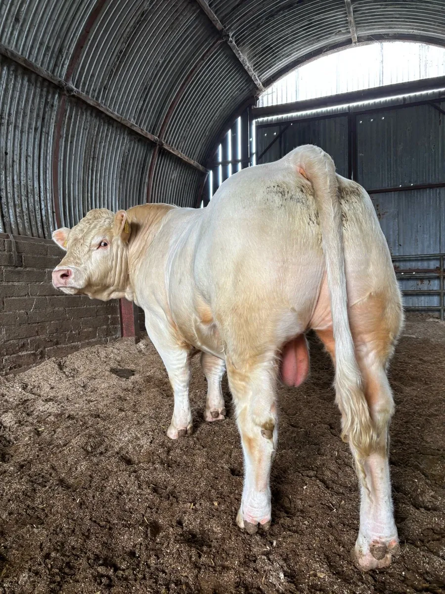 CHAROLAIS BULL - Image 1
