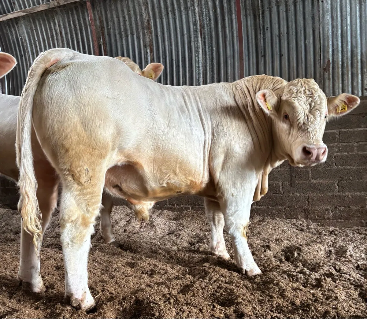 CHAROLAIS BULL - Image 2