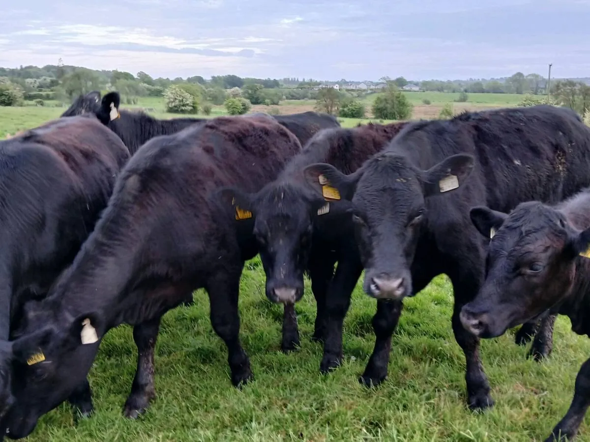 Suckler Bred Angus Heifers 430 Kgs - Image 1
