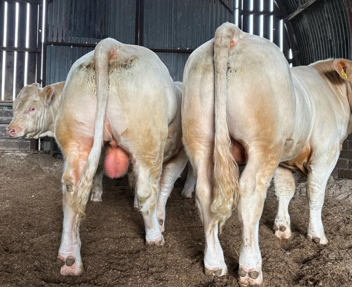 CHAROLAIS BULL - Image 3