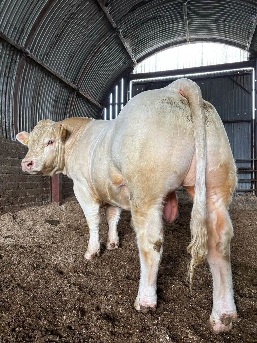 CHAROLAIS BULL - Image 4