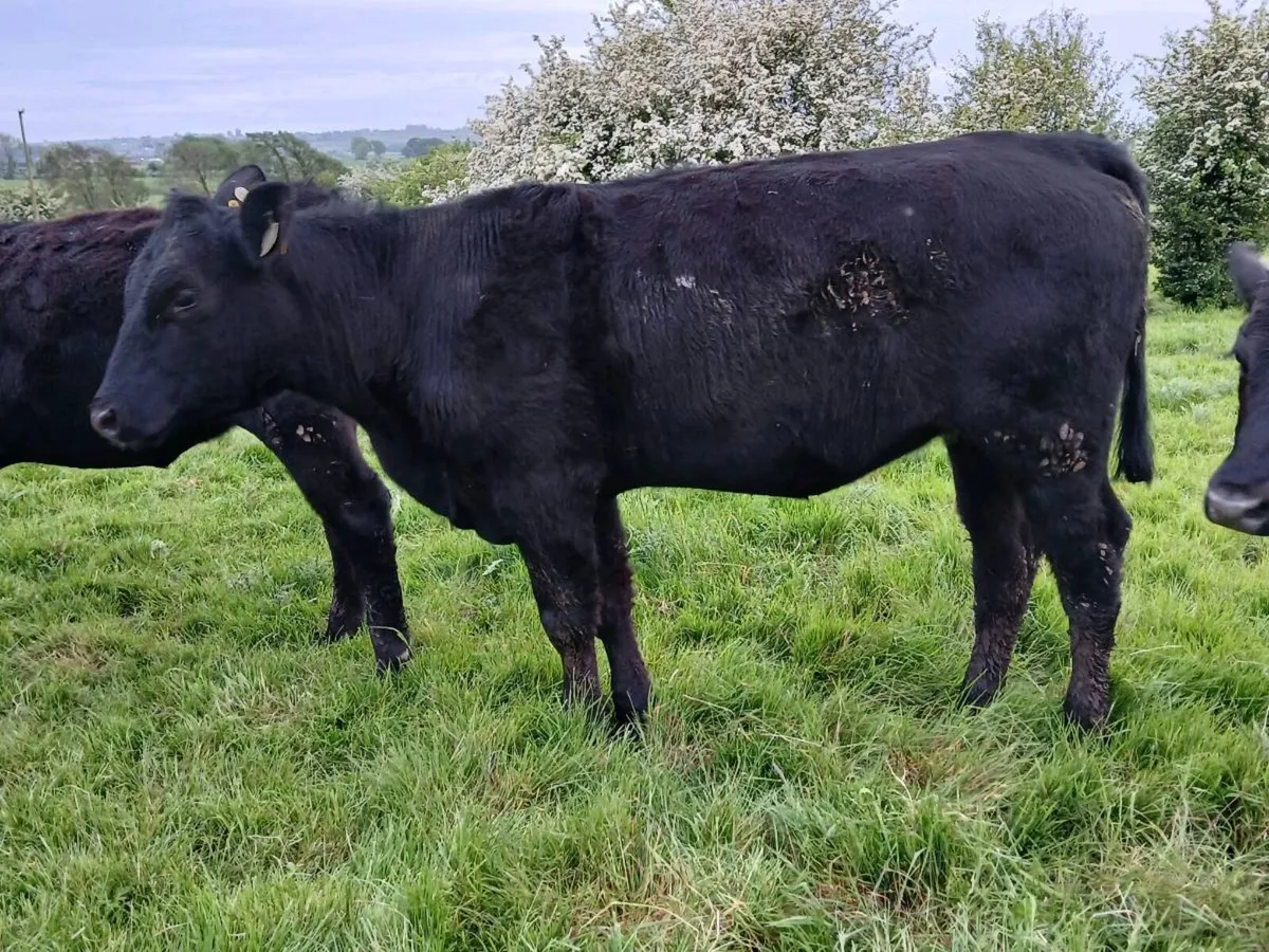 Suckler Bred Angus Heifers 430 Kgs - Image 3