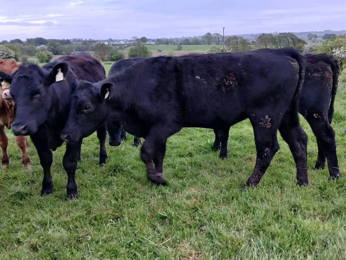 Suckler Bred Angus Heifers 430 Kgs - Image 4