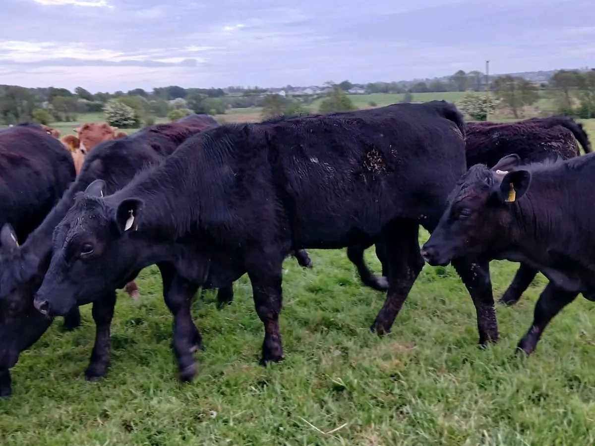 Suckler Bred Angus Heifers 430 Kgs - Image 2