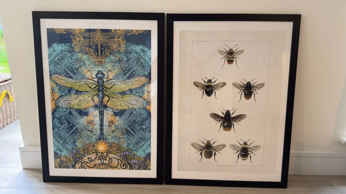 Pair of Framed Entomological Art Prints - Image 1