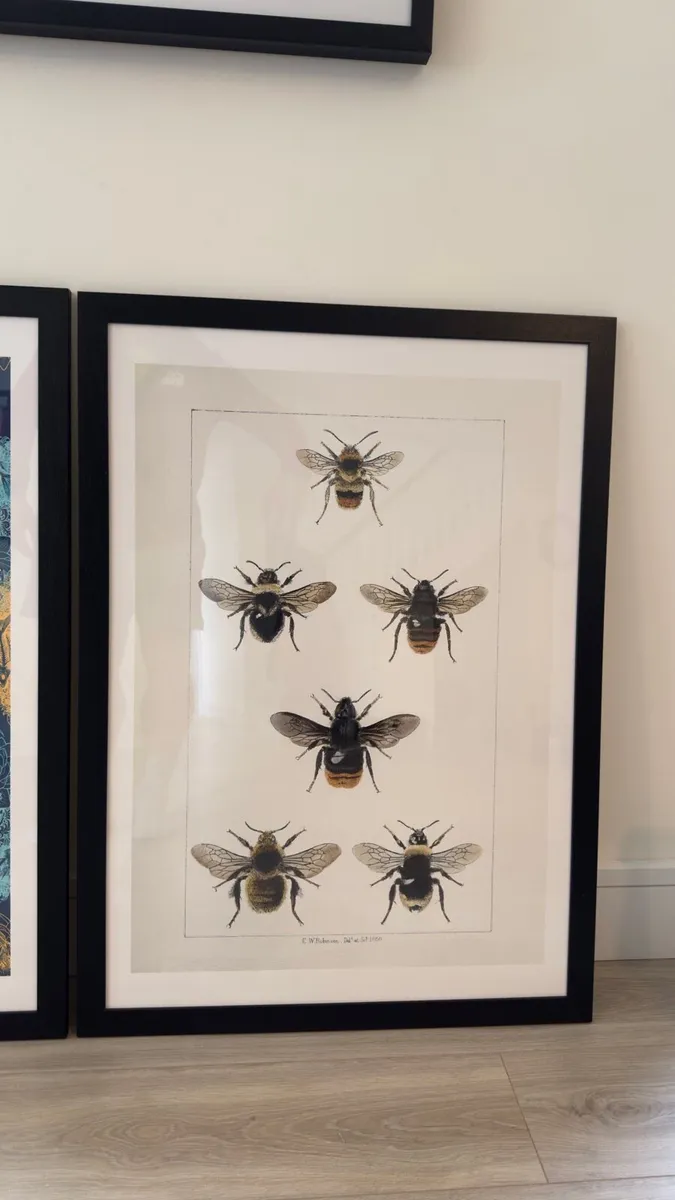 Pair of Framed Entomological Art Prints - Image 3