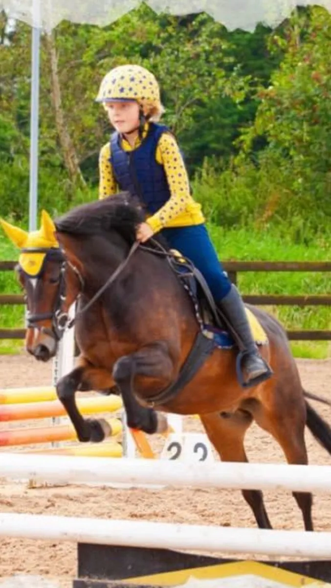 Gorgeous 122cms  bay gelding - Image 3