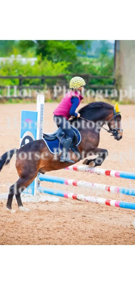 Gorgeous 122cms  bay gelding - Image 4