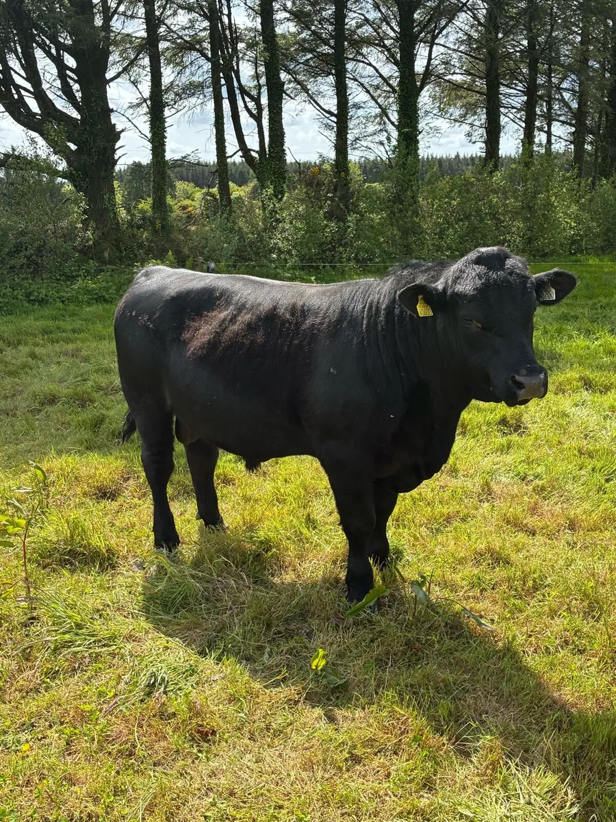 Pedigree Angus bull - Image 3