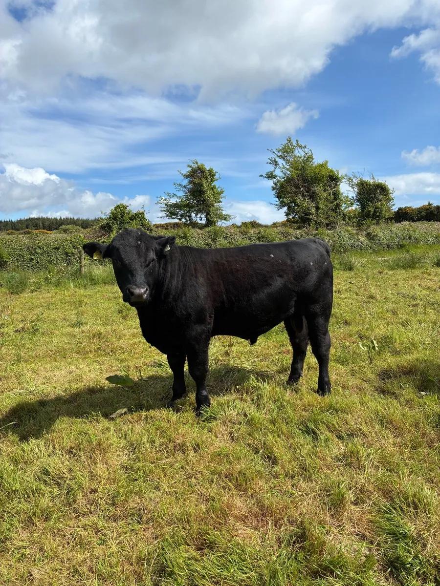 Pedigree Angus bull - Image 1