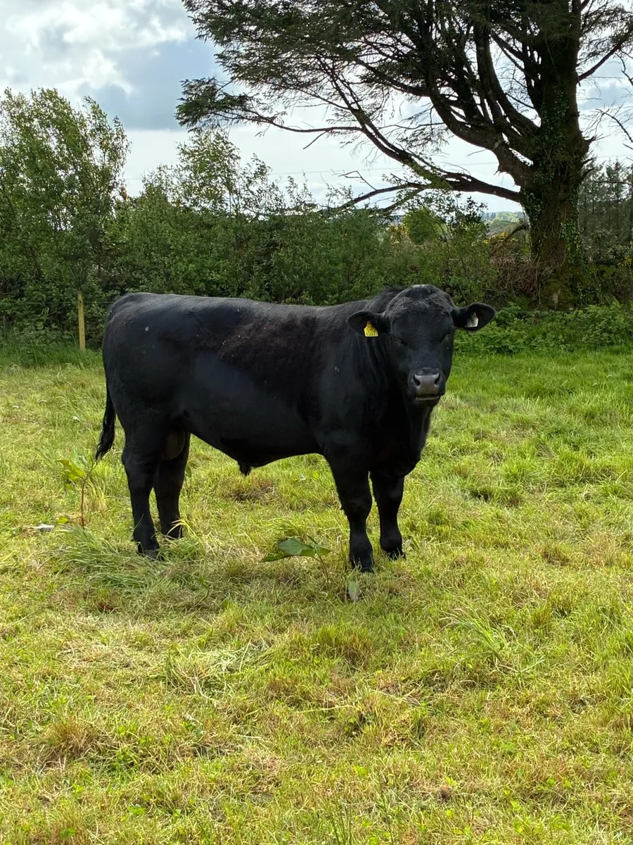 Pedigree Angus bull - Image 2