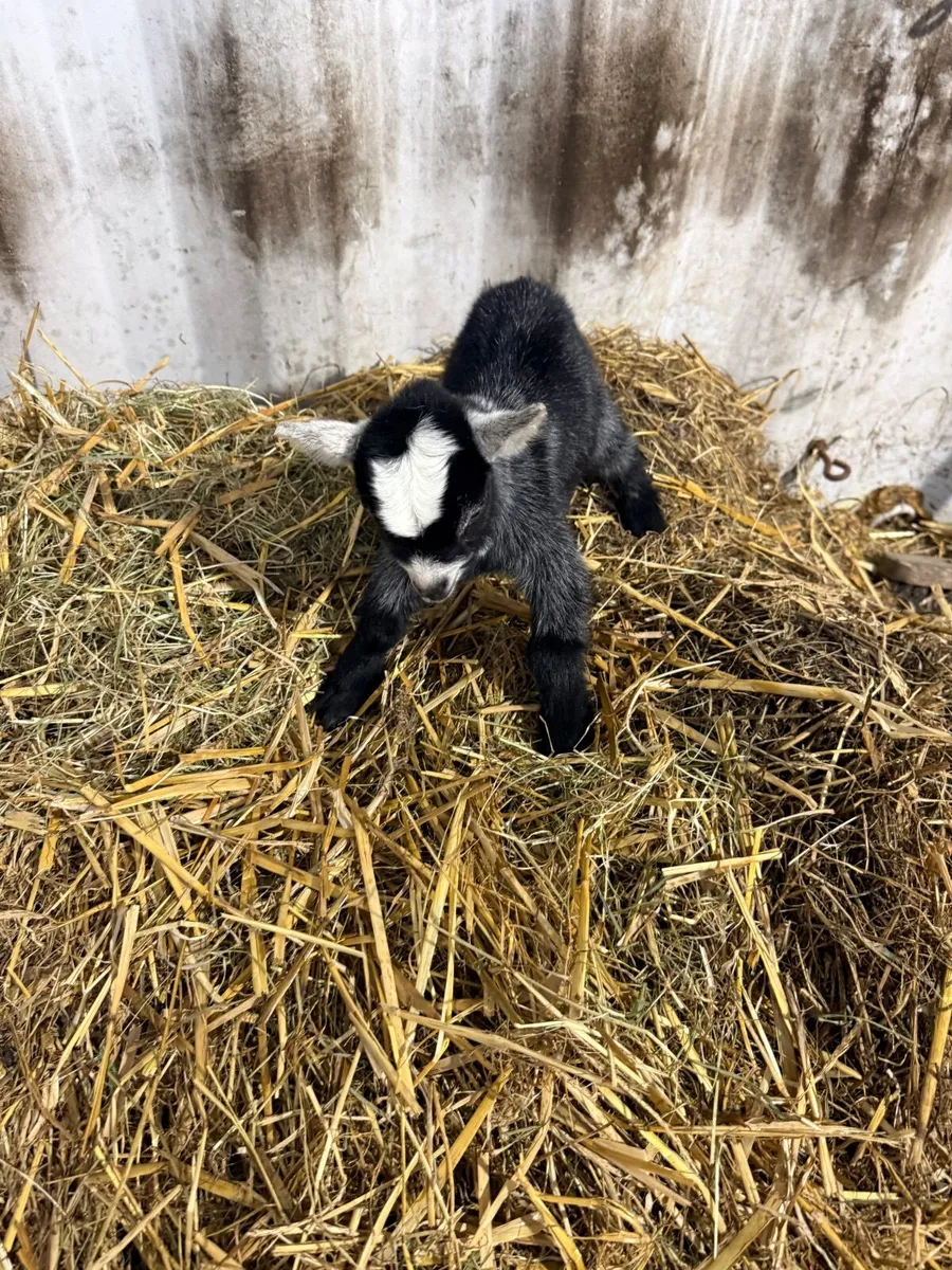 Baby Pygmy kid - Image 1