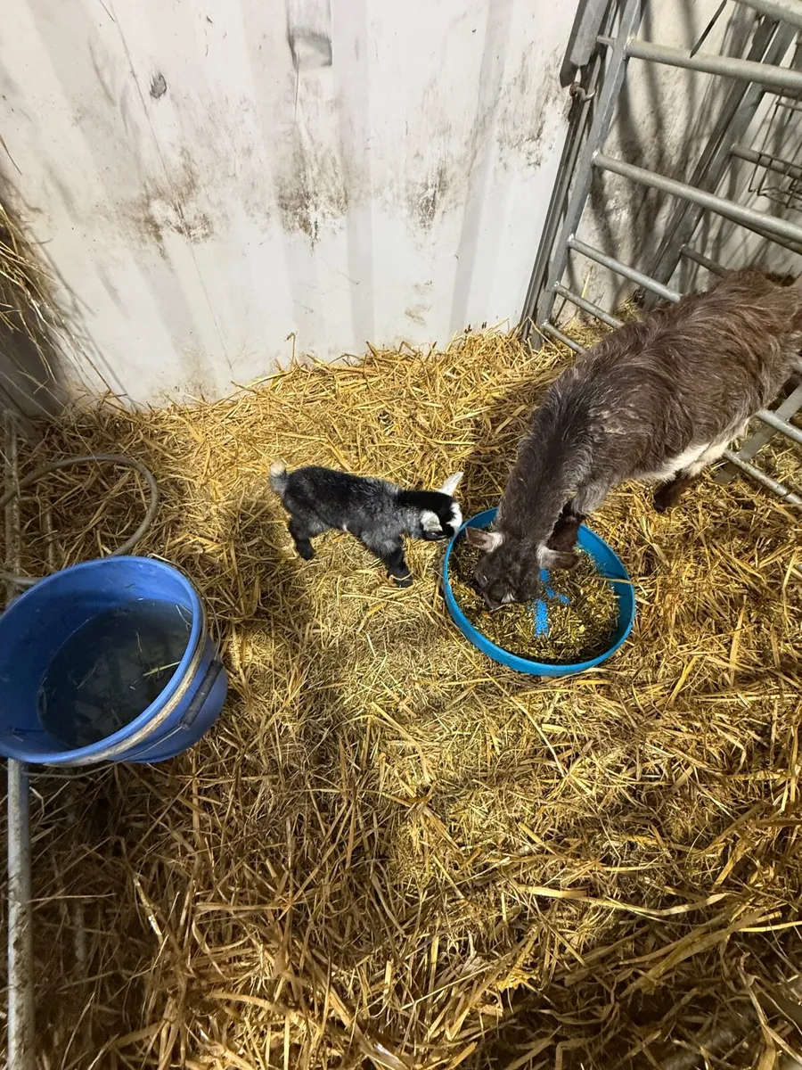 Baby Pygmy kid - Image 3