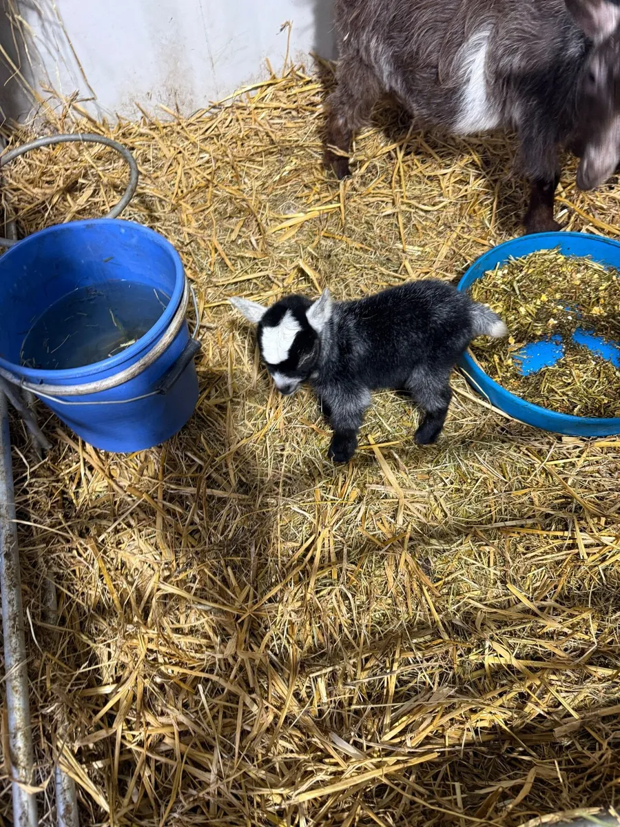 Baby Pygmy kid - Image 4