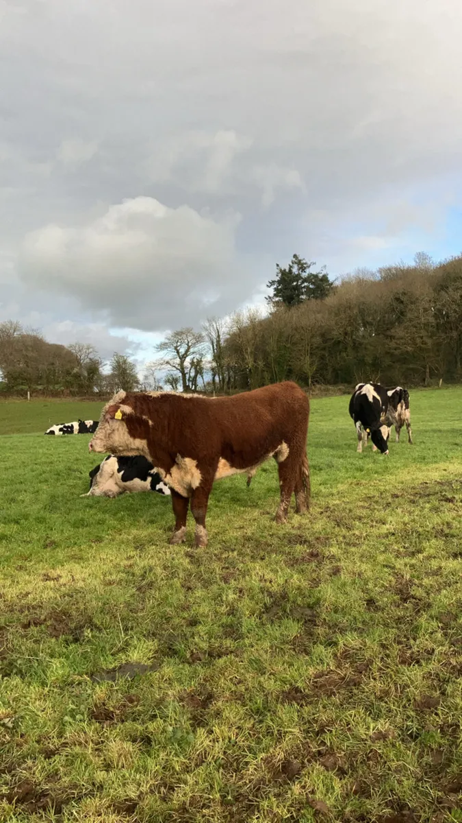 Hereford bull - Image 2