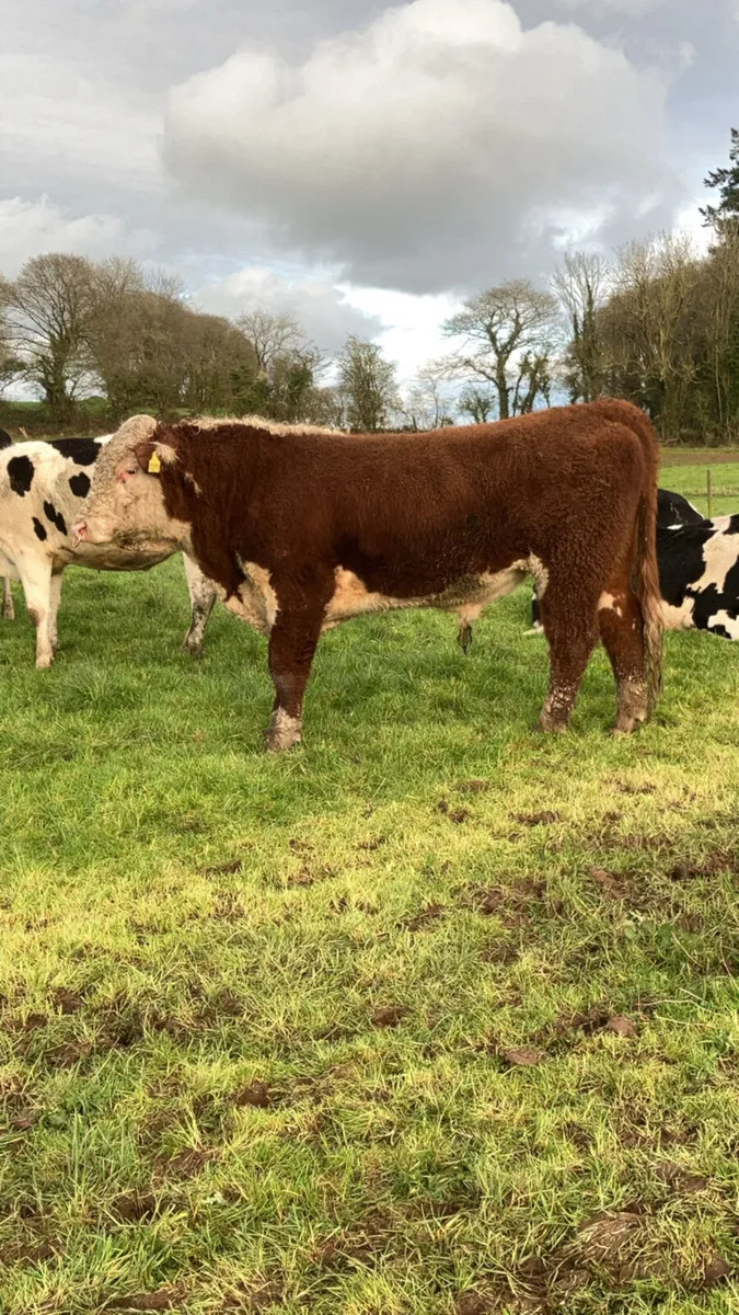Hereford bull - Image 1