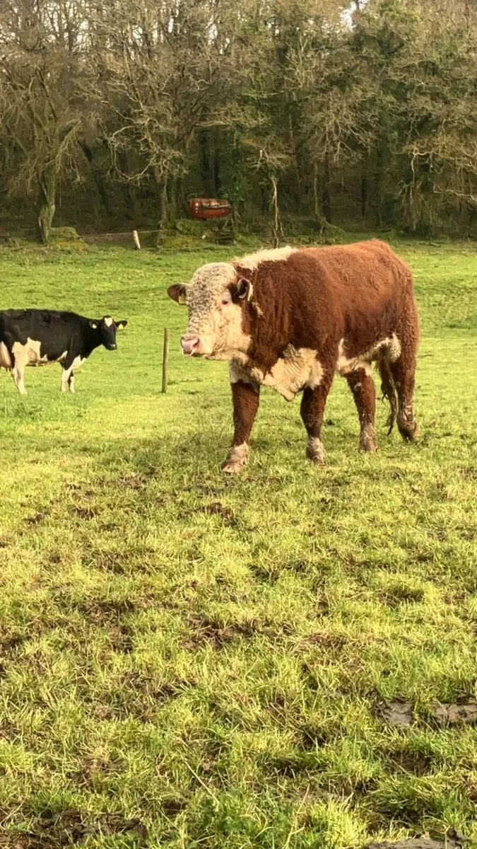 Hereford bull - Image 3