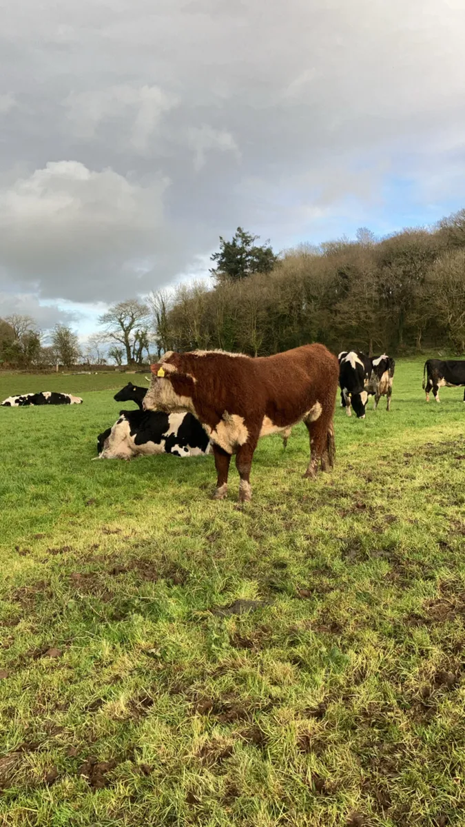 Hereford bull - Image 4