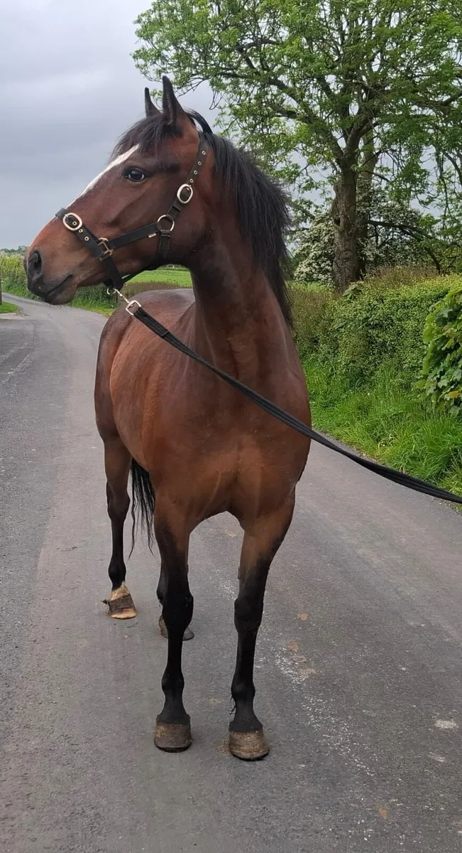Cracking 4 year old filly - Image 4
