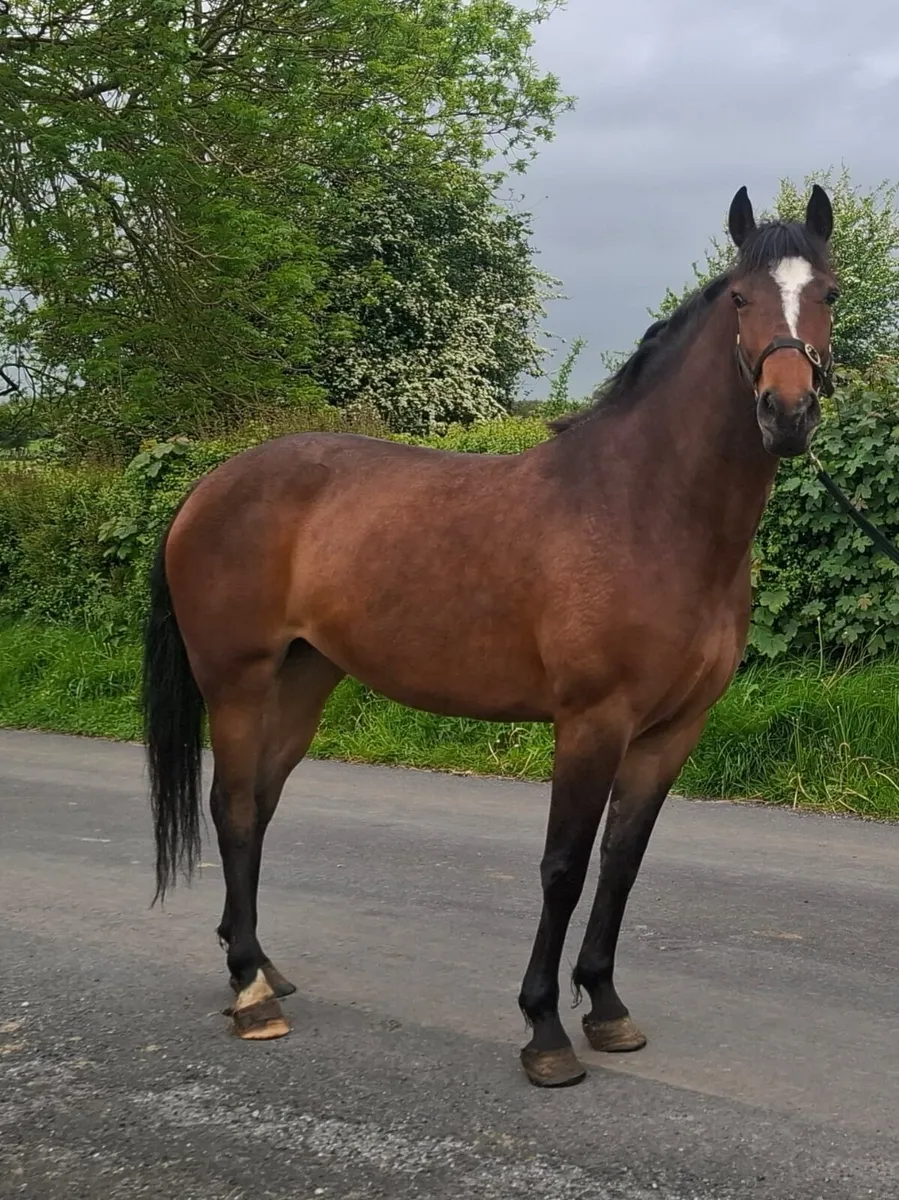 Cracking 4 year old filly - Image 1