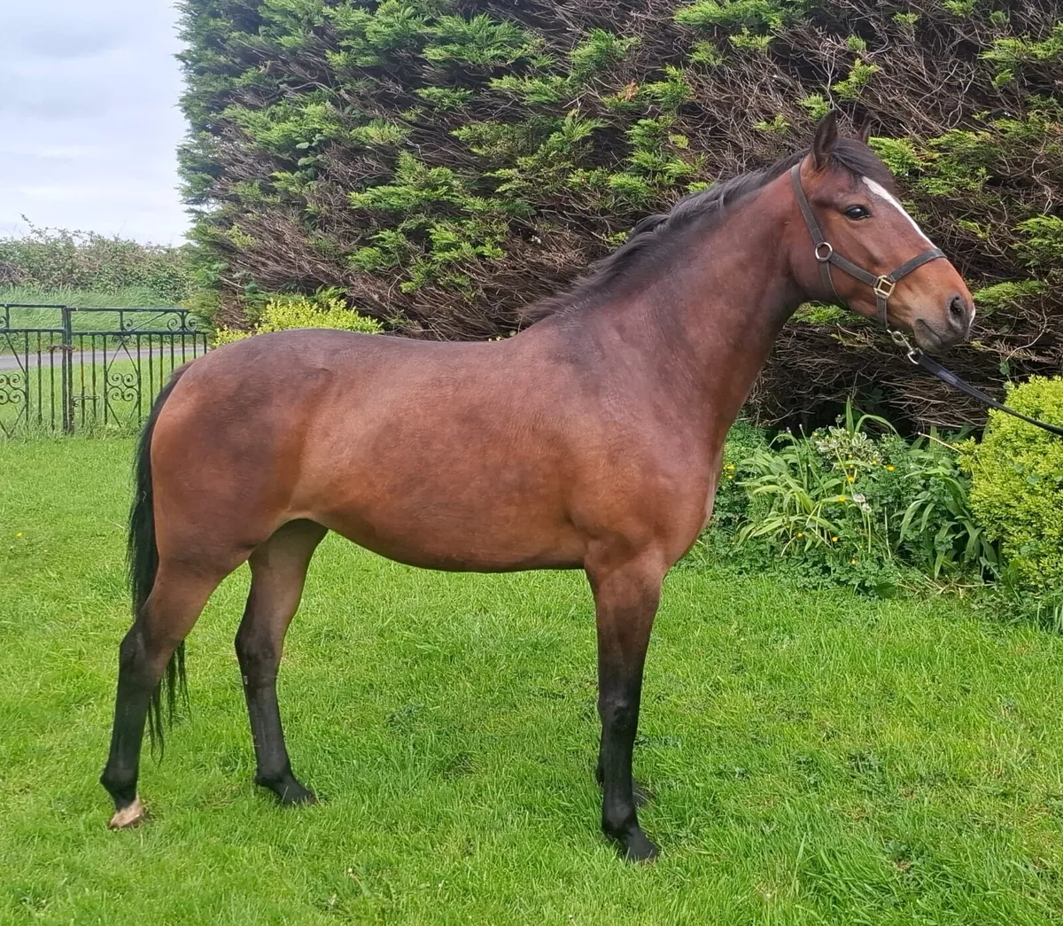 Cracking 4 year old filly - Image 2