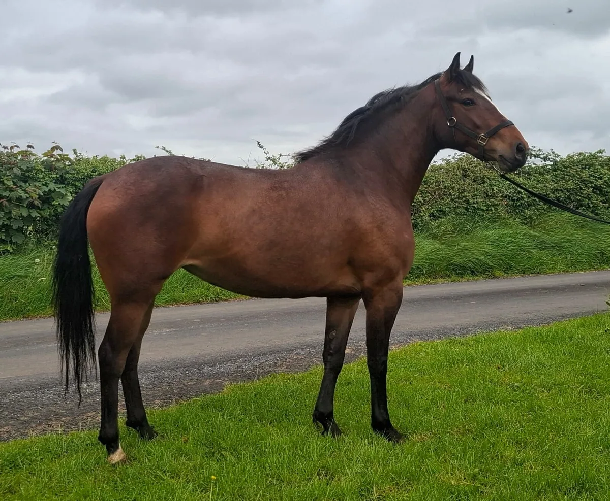 Cracking 4 year old filly - Image 3
