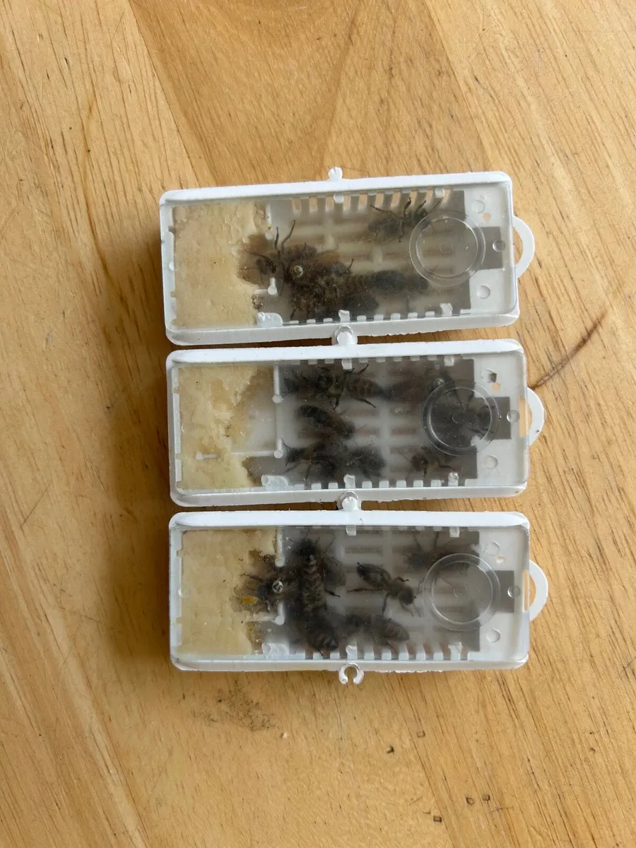 Queens bee, mated and marked, 2026 - Image 2