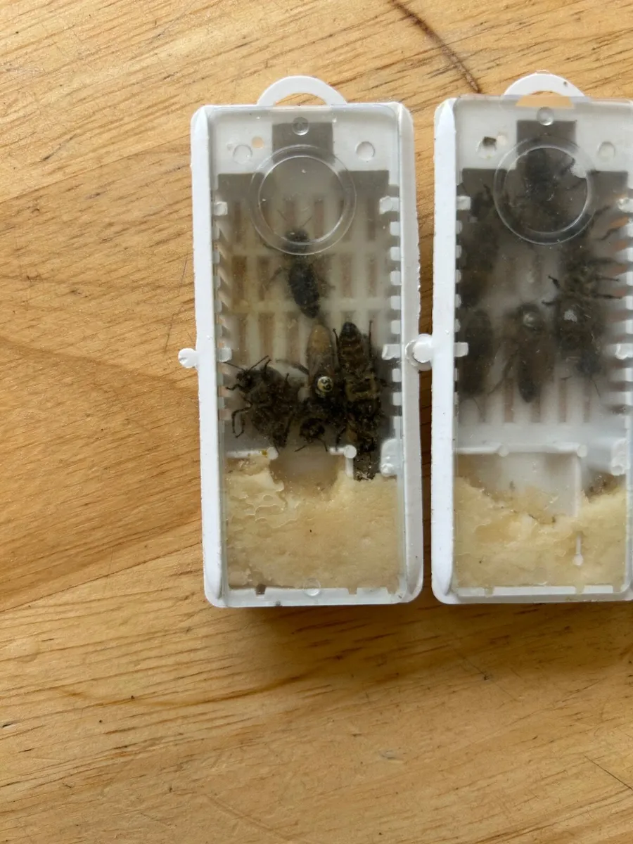 Queens bee, mated and marked, 2026 - Image 3