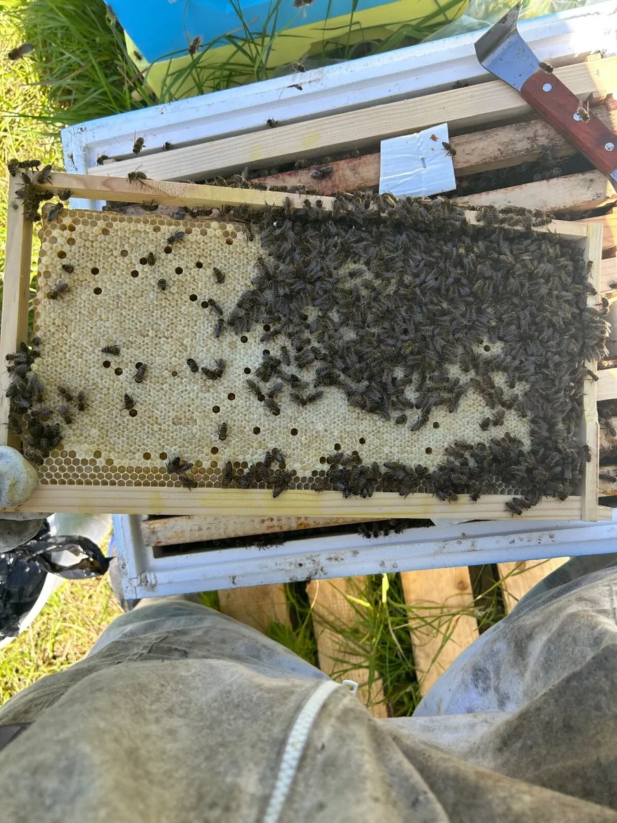 Queens bee, mated and marked, 2026 - Image 4