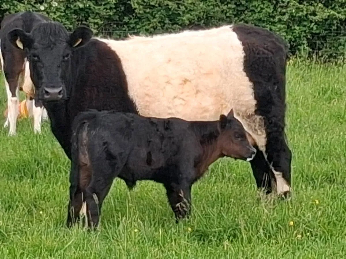 First calver - Image 2