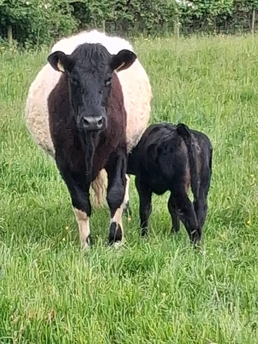First calver - Image 3