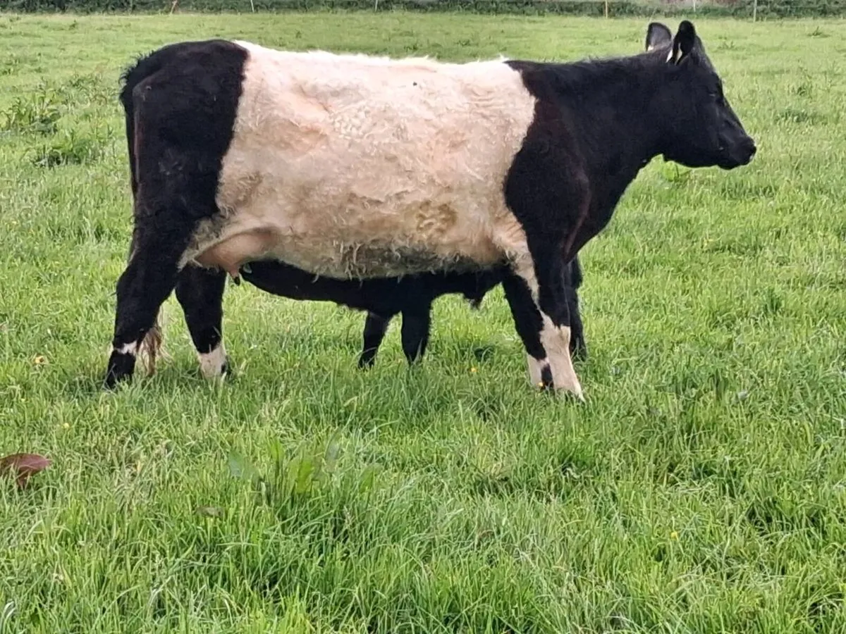 First calver - Image 4