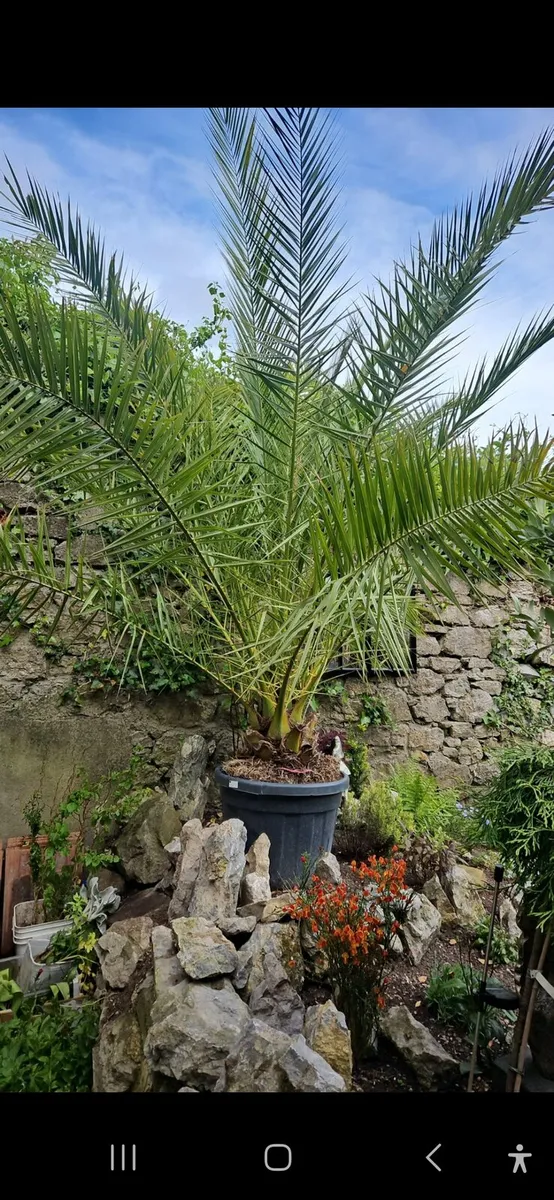 Premium Mature Mediterranean Palm Trees – 3M - Image 2